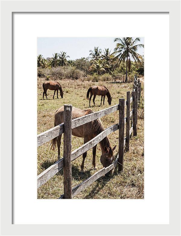Post And Rail Fence With Horses