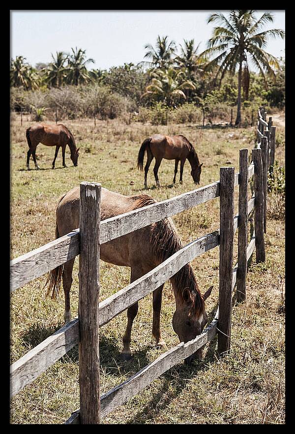 Post And Rail Fence With Horses