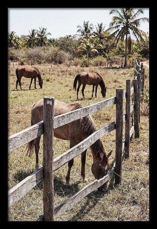 Post And Rail Fence With Horses