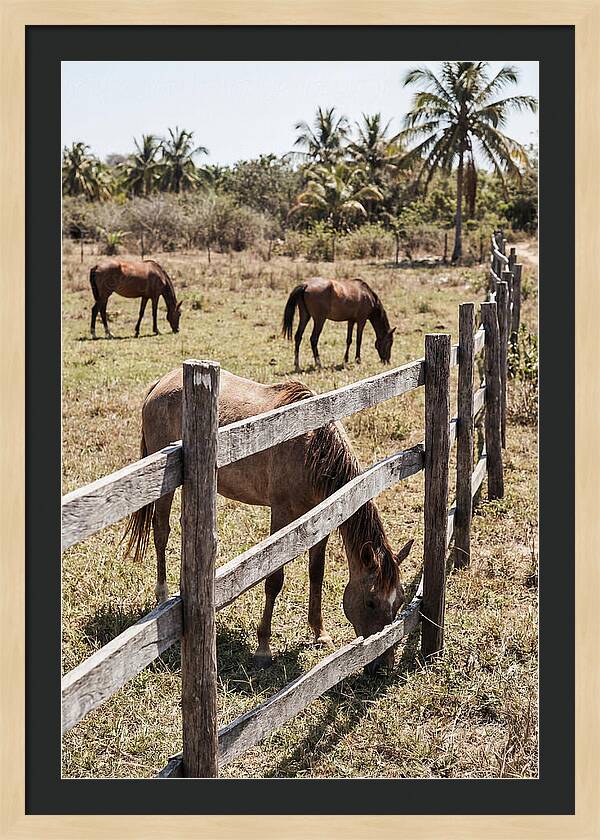 Post And Rail Fence With Horses