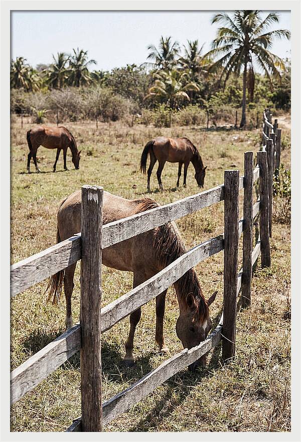 Post And Rail Fence With Horses