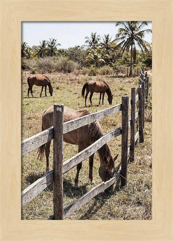 Post And Rail Fence With Horses