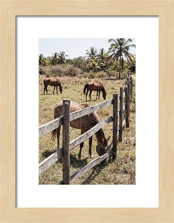 Post And Rail Fence With Horses