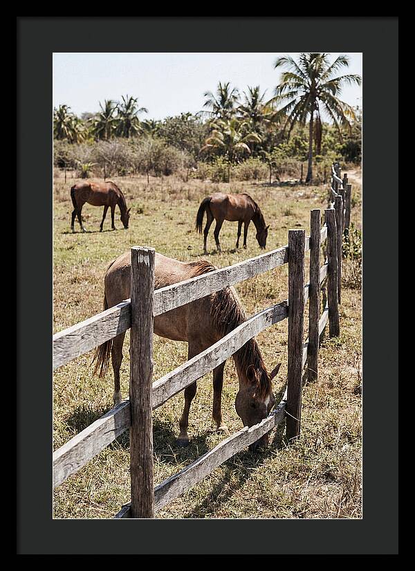 Post And Rail Fence With Horses