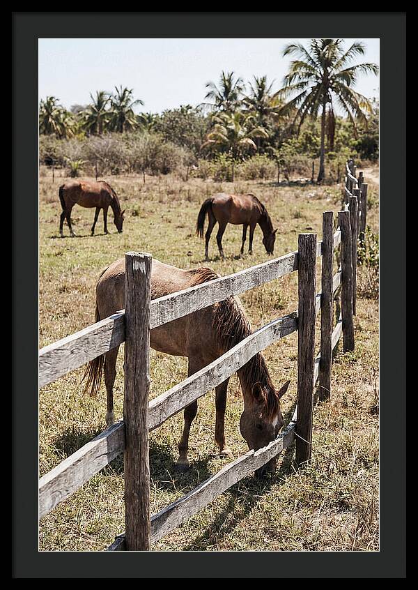 Post And Rail Fence With Horses