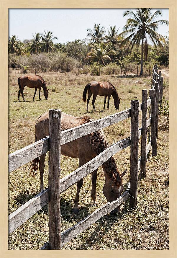 Post And Rail Fence With Horses