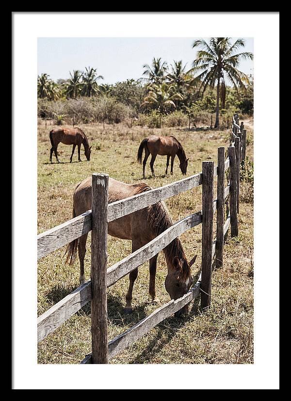Post And Rail Fence With Horses