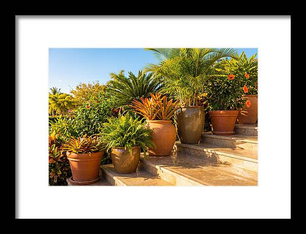 Potted Plant Serenity On Steps