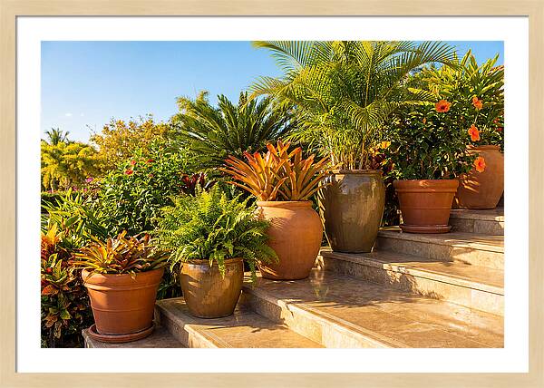 Potted Plant Serenity On Steps