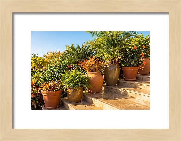 Potted Plant Serenity On Steps