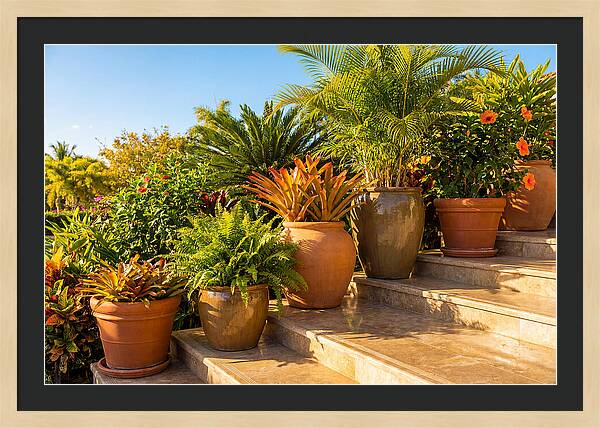 Potted Plant Serenity On Steps