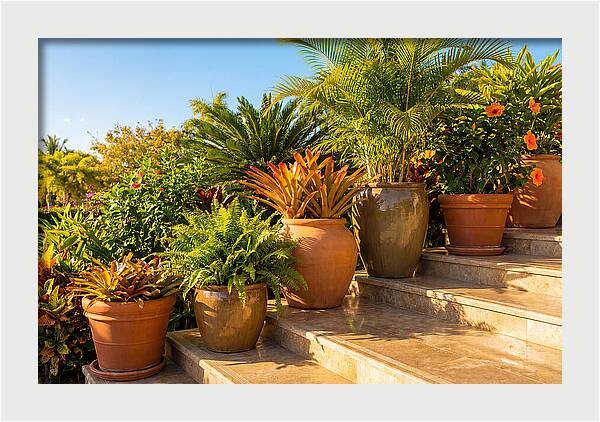 Potted Plant Serenity On Steps