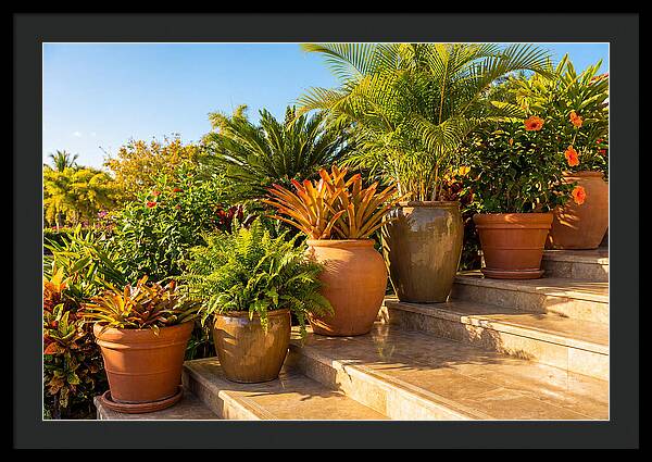Potted Plant Serenity On Steps
