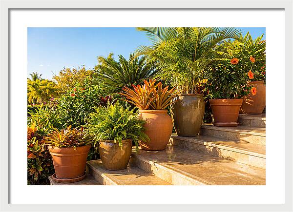 Potted Plant Serenity On Steps