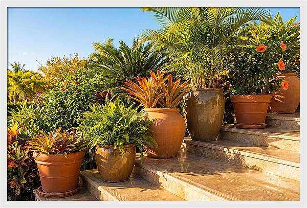 Potted Plant Serenity On Steps