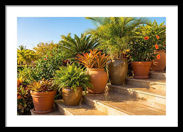 Potted Plant Serenity On Steps