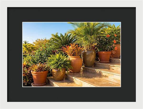 Potted Plant Serenity On Steps