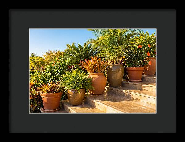 Potted Plant Serenity On Steps