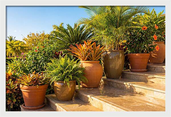 Potted Plant Serenity On Steps