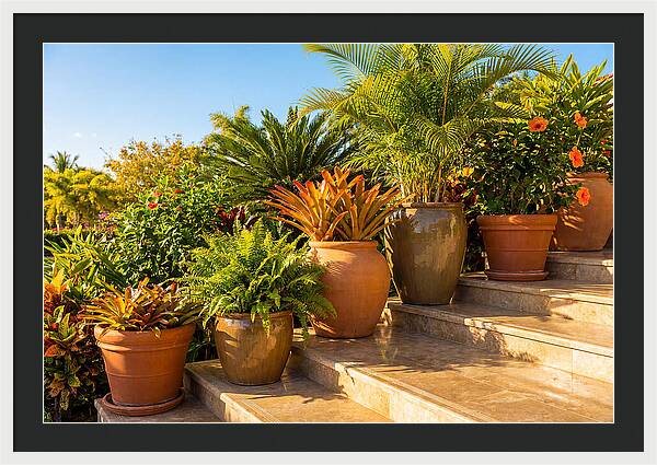 Potted Plant Serenity On Steps