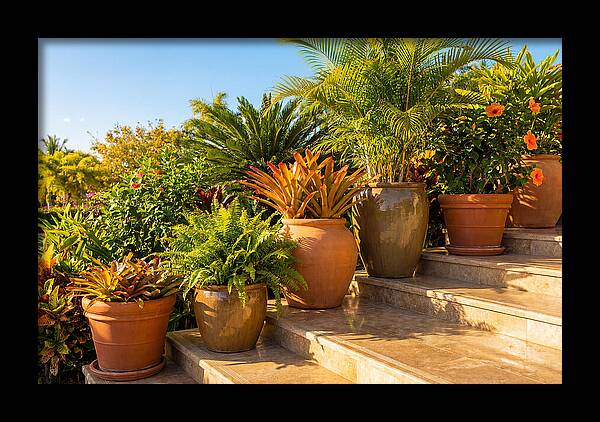 Potted Plant Serenity On Steps