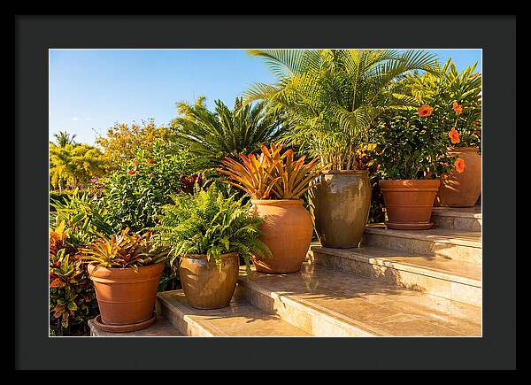 Potted Plant Serenity On Steps