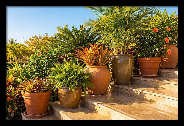 Potted Plant Serenity On Steps