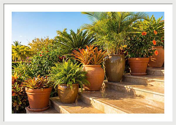 Potted Plant Serenity On Steps