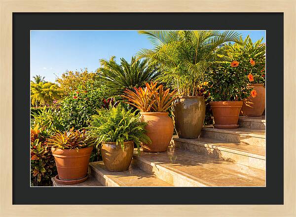 Potted Plant Serenity On Steps