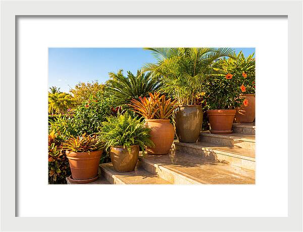 Potted Plant Serenity On Steps