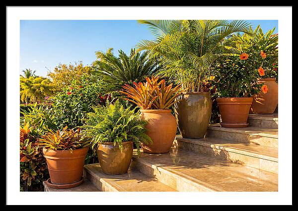 Potted Plant Serenity On Steps