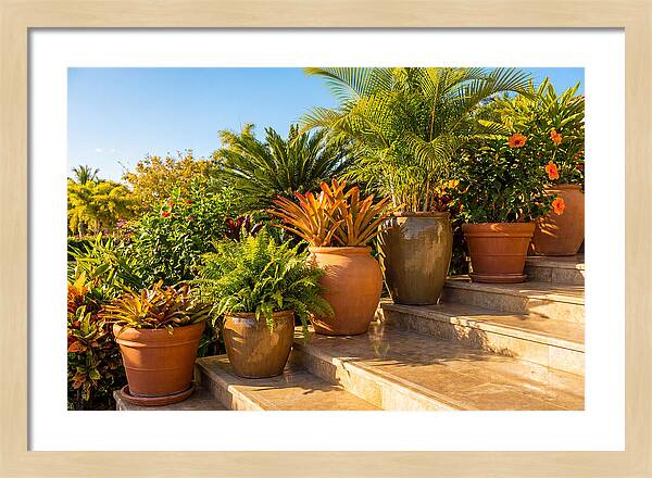 Potted Plant Serenity On Steps