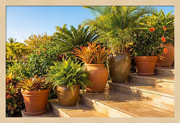 Potted Plant Serenity On Steps