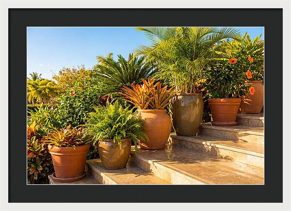 Potted Plant Serenity On Steps