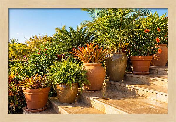 Potted Plant Serenity On Steps