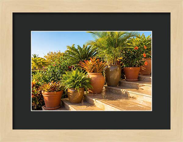 Potted Plant Serenity On Steps