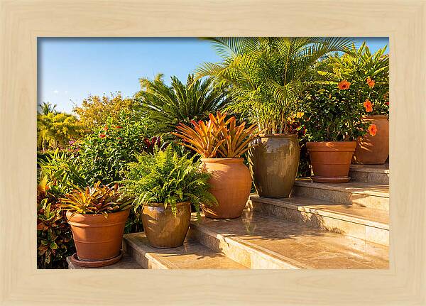 Potted Plant Serenity On Steps