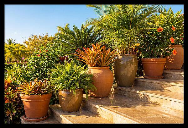 Potted Plant Serenity On Steps