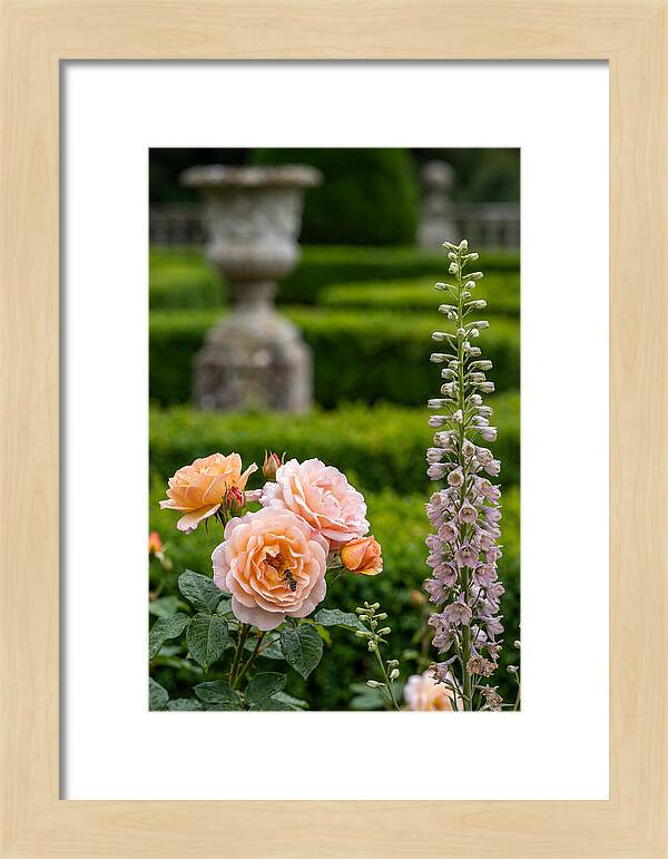 Powerscourt Garden Blooms