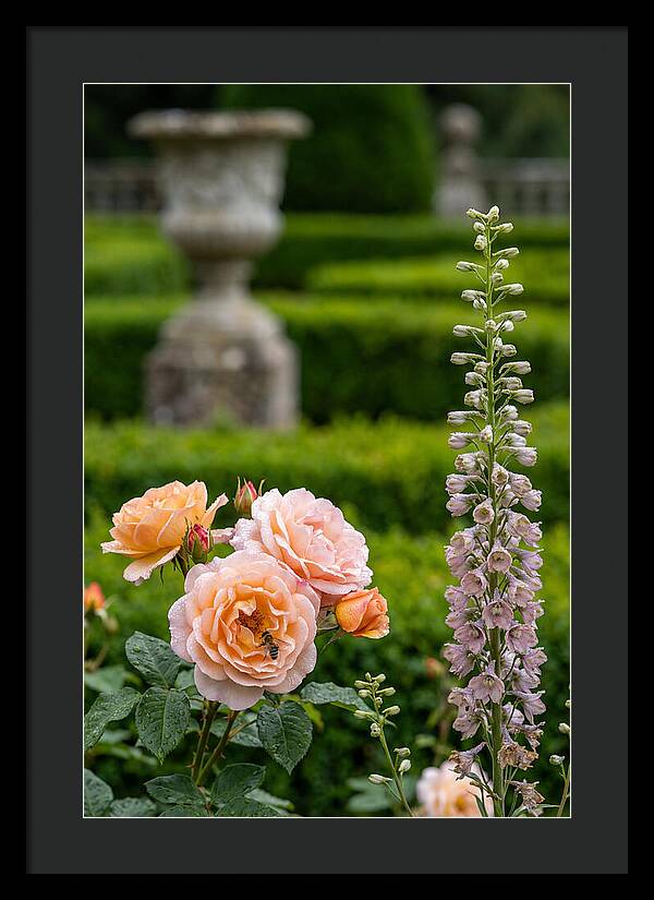 Powerscourt Garden Blooms