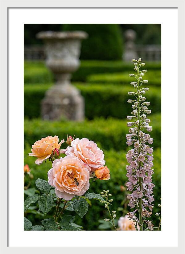 Powerscourt Garden Blooms