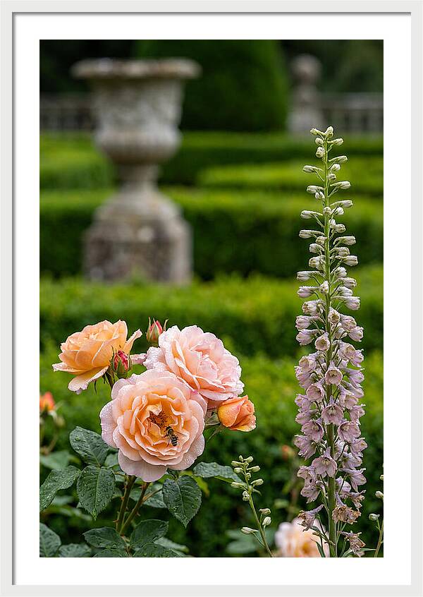Powerscourt Garden Blooms