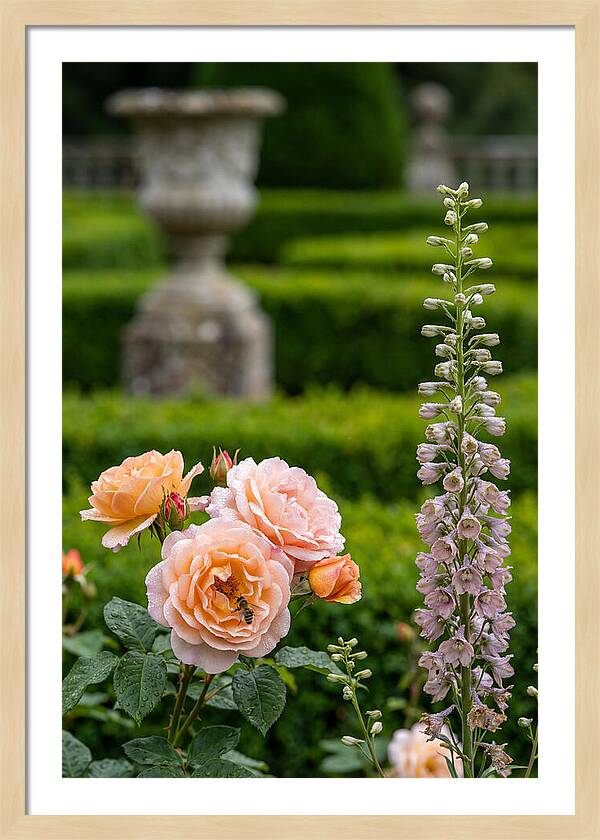 Powerscourt Garden Blooms