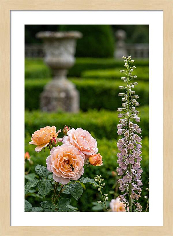 Powerscourt Garden Blooms