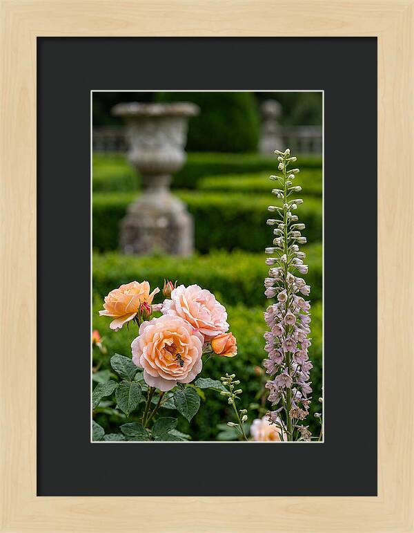 Powerscourt Garden Blooms