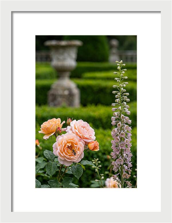 Powerscourt Garden Blooms