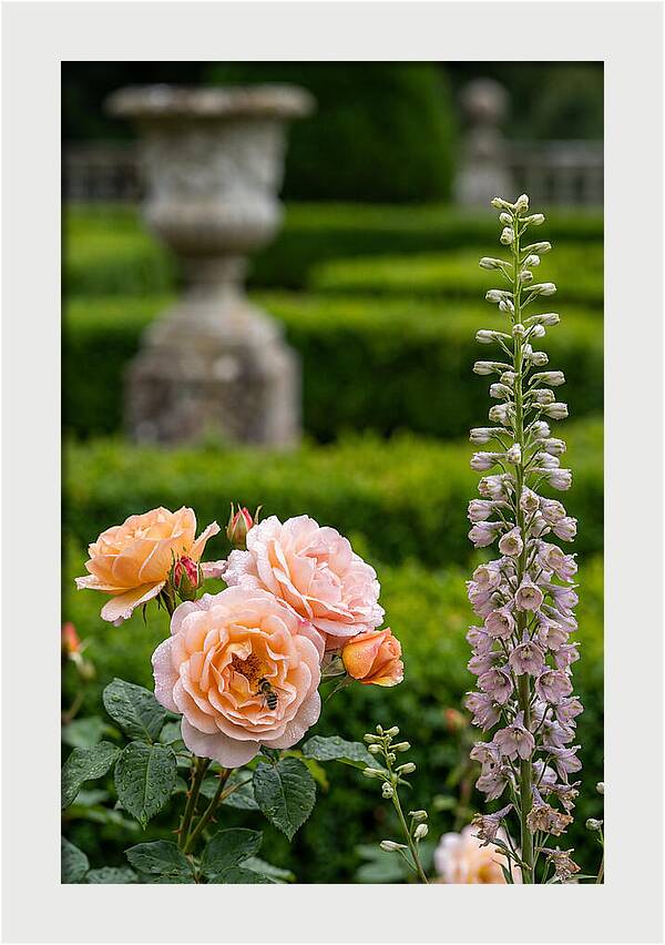 Powerscourt Garden Blooms
