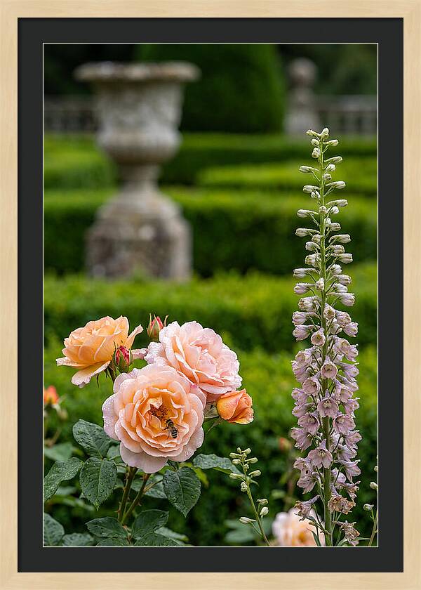 Powerscourt Garden Blooms