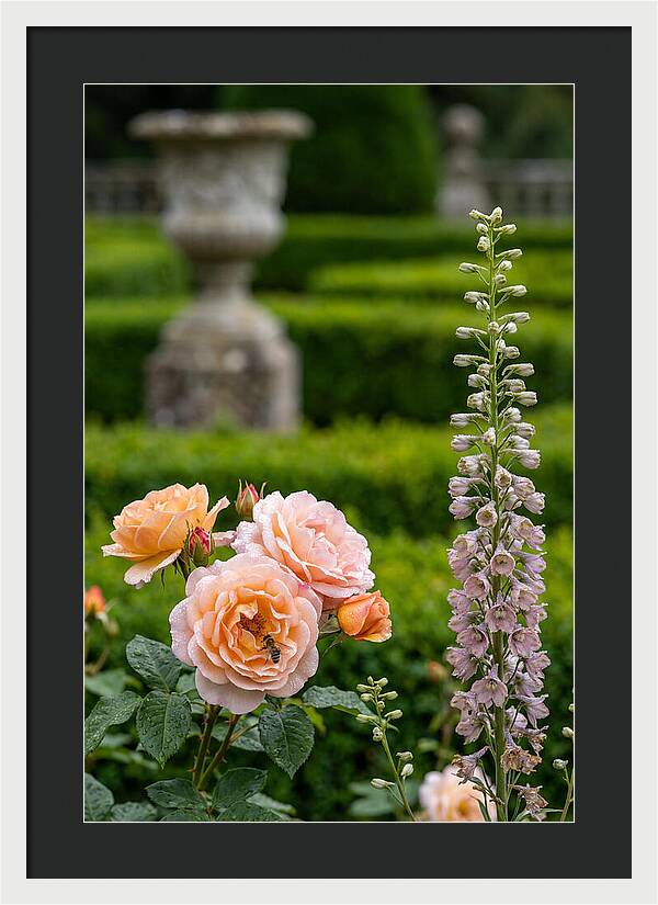 Powerscourt Garden Blooms