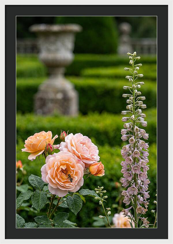 Powerscourt Garden Blooms